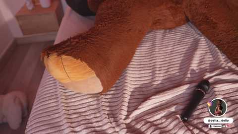 bella__donne Cam Show from 2025-11-23 18:49